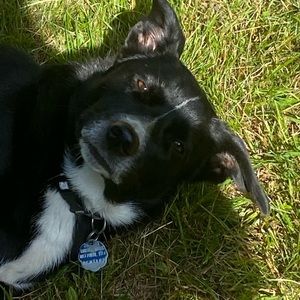 Meet your Posher, Millie